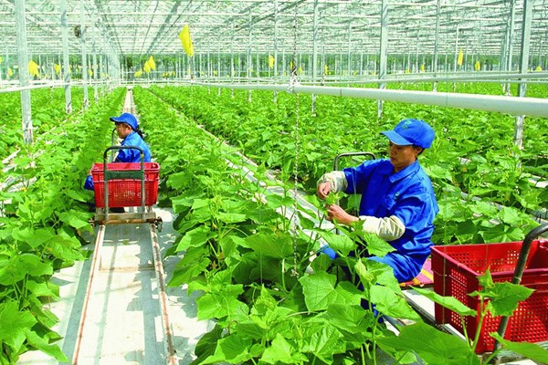 Thể chế hóa chủ trương của Đảng về nông nghiệp, nông dân, nông thôn trong Luật Đất đai 2024 - Anh 1