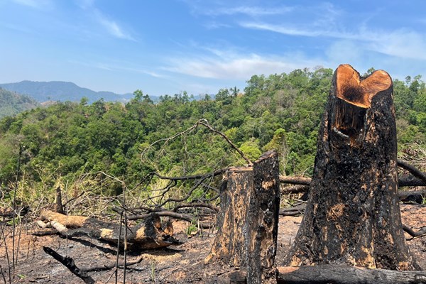 Kon Tum: Rừng Đắk Psi bị “cưa gốc, đốt trụi”, chính quyền địa phương không biết? - Anh 2