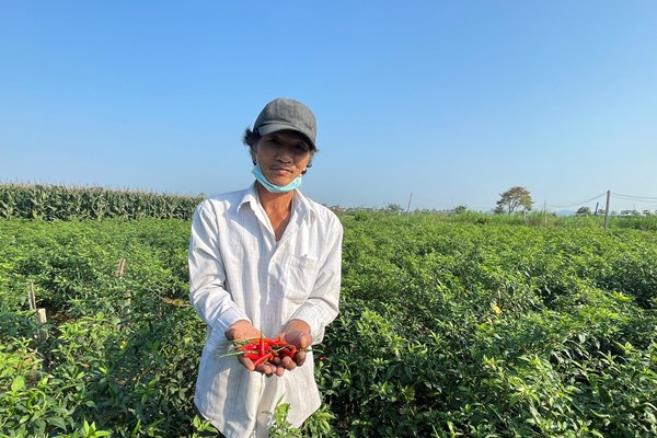 Mùa ớt… cay - Anh 2