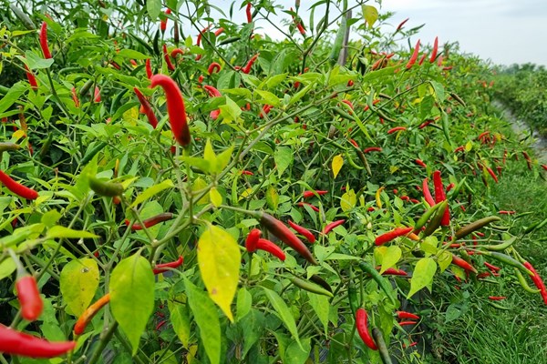 Mùa ớt… cay - Anh 1