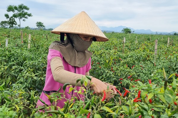 Mùa ớt… cay - Anh 4