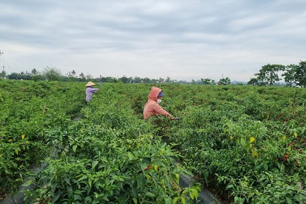 Mùa ớt… cay - Anh 3