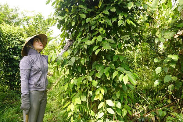 Nữ Bí thư Chi bộ đồng bào Hrê làm dân vận khéo - Anh 2