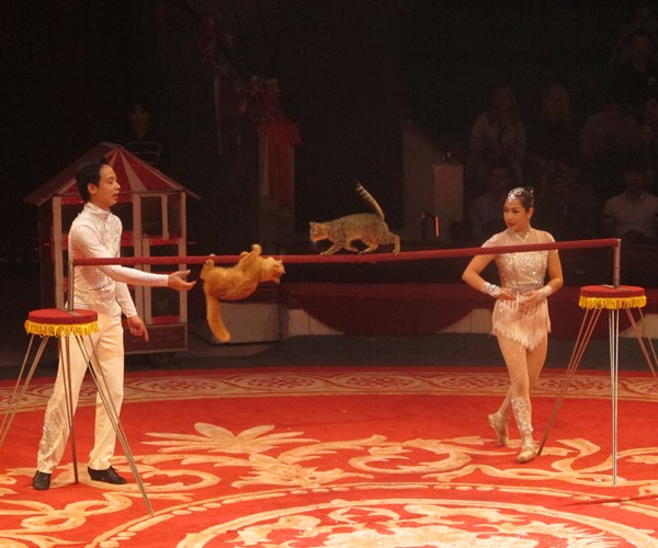 Cuộc thi Tài năng diễn viên Xiếc toàn quốc 2018:  Ưu tiên những sáng tạo mới lạ, hấp dẫn - Anh 6