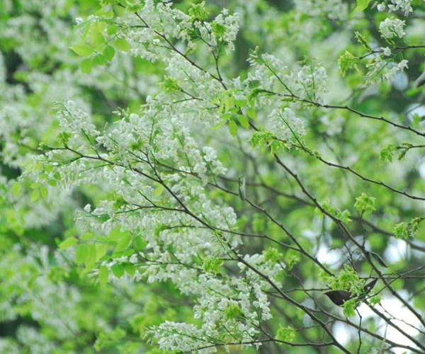 Thời tiết ngày 5.3: Miền Bắc nhiệt độ tăng nhẹ, miền Nam ngày nắng đêm không mưa - Anh 1