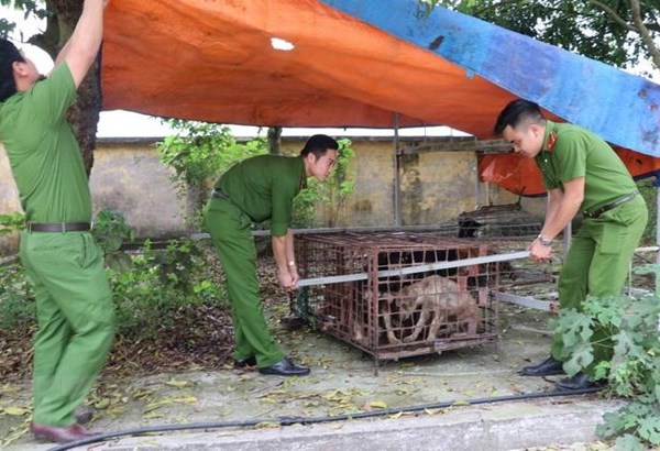 Khẩn trương chấn chỉnh việc nuôi chó thả rông không đúng quy định - Anh 1