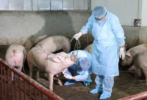 Dịch tả lợn châu Phi: Không đợi đến khi có dịch mới phòng, chống - Anh 1