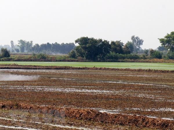 Hà Tĩnh: Một người bị sét đánh tử vong khi đang gieo mạ ngoài đồng - Anh 1