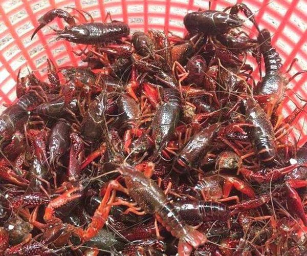 Kiểm tra phản ánh tôm hùm đất được bày bán số lượng lớn - Anh 1