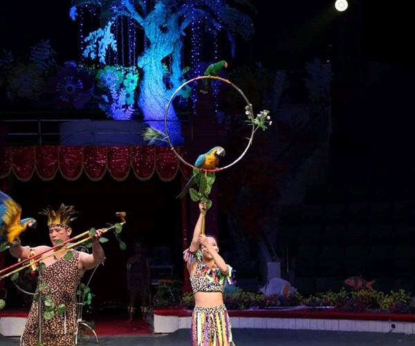Khi lợn, đà điểu, vẹt... diễn xiếc thay động vật hoang dã - Anh 2