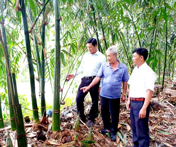 Nhàn như trồng tre Điền Trúc, quanh năm lúc nào cũng có tiền - Anh 1