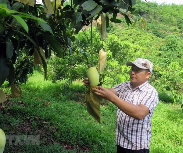 Lô xoài đầu tiên của tỉnh Sơn La được xuất sang thị trường Anh - Anh 1