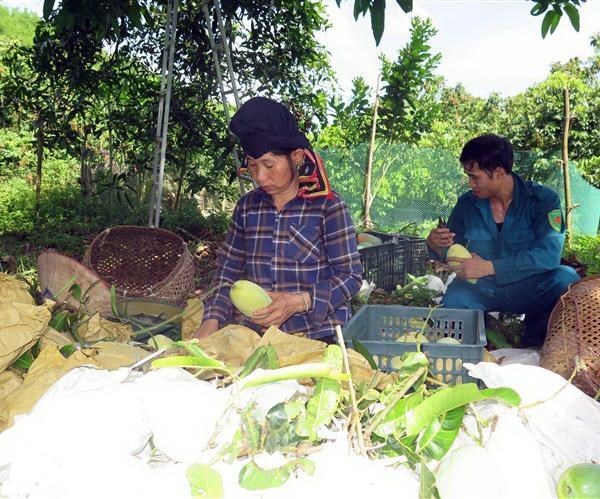 Lô xoài đầu tiên của tỉnh Sơn La được xuất sang thị trường Anh - Anh 2