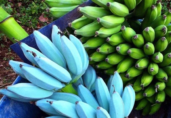 Kỳ lạ giống chuối màu xanh dương có vị tự nhiên như kem vani - Anh 1