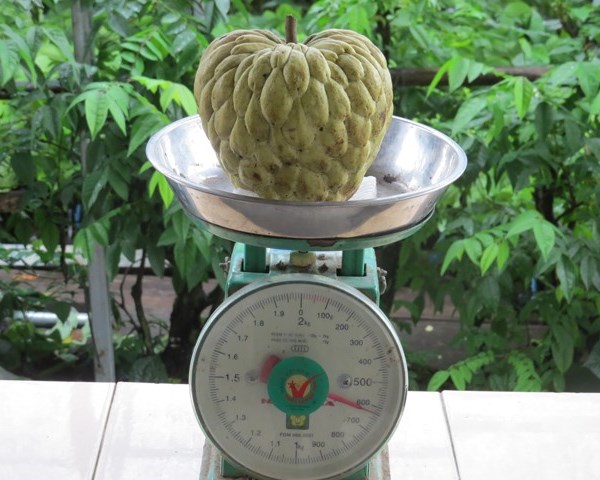 Vườn mãng cầu na hoàng hậu cho trái 