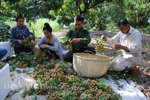 Nhãn đã 'nhả vàng': Từ đặc sản vùng xa, nhãn Sơn La vươn ra thế giới - Anh 1