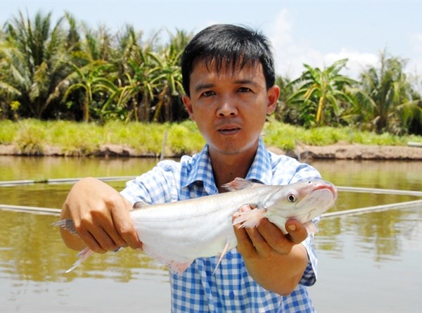 "Thuần hóa" cá bông lau trong ao, ngọt thịt, giá cao gấp 5 cá tra - ảnh 2