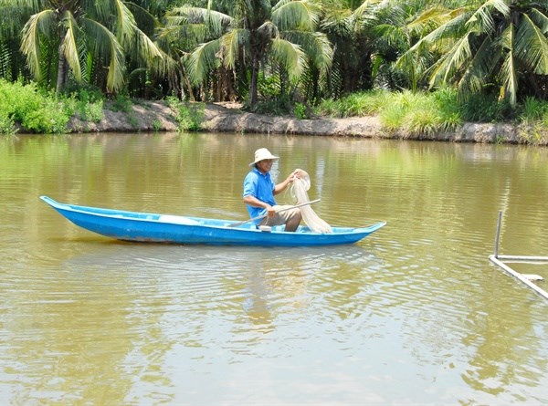 "Thuần hóa" cá bông lau trong ao, ngọt thịt, giá cao gấp 5 cá tra - ảnh 3