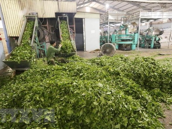 Lễ hội tôn vinh cây chè tổ tại Tuần Văn hóa và du lịch Mường Lò - Anh 1