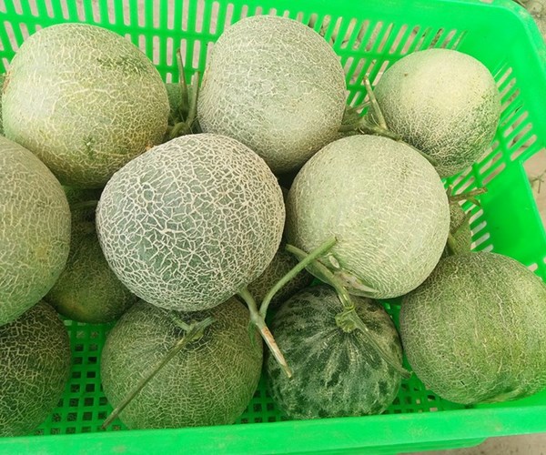 Trồng dưa lưới thu nhập gấp 10 lần dưa hấu - Anh 1