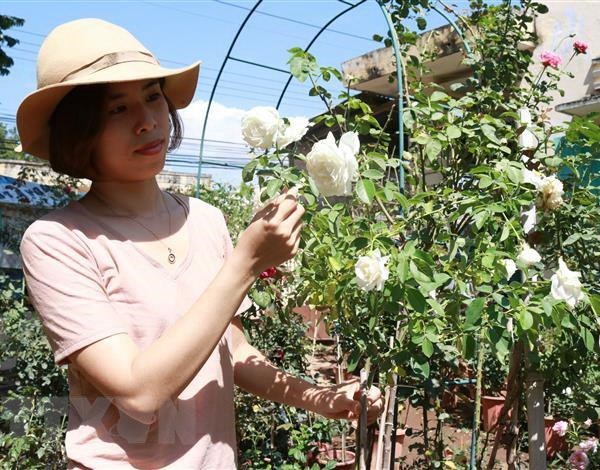 Khởi nghiệp thành công từ niềm đam mê trồng hoa hồng ngoại - Anh 1