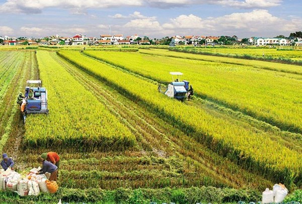 Khuyến khích tập trung, tích tụ đất nông nghiệp - Anh 1