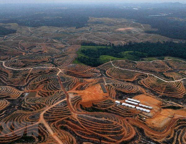 Indonesia lên kế hoạch xây dựng thủ đô mới ở tỉnh Kalimantan - Anh 1