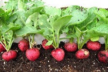 Những loại rau mùa đông tốt nhất cho sức khỏe nhiều người không biết - Anh 1