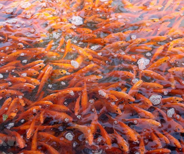 Phong tục của người Việt trong lễ cúng ông Công ông Táo - Anh 1