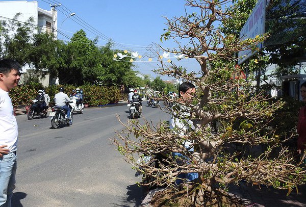 Mai vàng trăm triệu không bán chỉ cho thuê - Anh 1