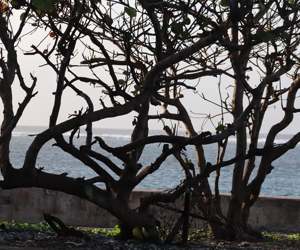 Truong Sa khong xa (Bai 2): Mam xanh, suc song Truong Sa - Anh 1