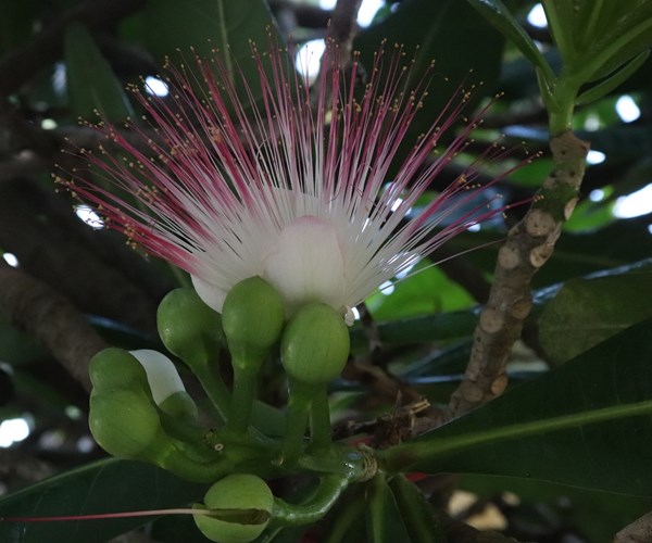 Truong Sa khong xa (Bai 2): Mam xanh, suc song Truong Sa - Anh 2