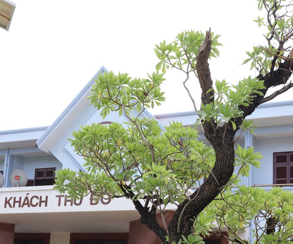 Truong Sa khong xa (Bai 2): Mam xanh, suc song Truong Sa - Anh 3