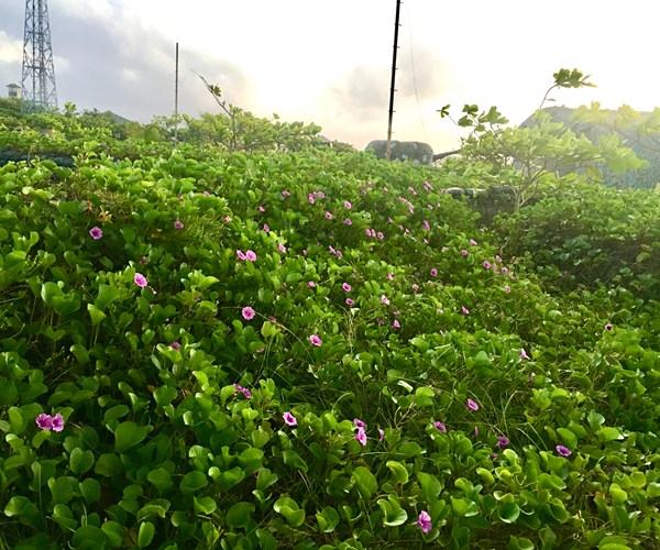 Truong Sa khong xa (Bai 2): Mam xanh, suc song Truong Sa - Anh 4