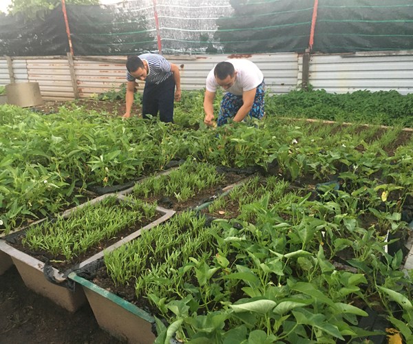 Truong Sa khong xa (Bai 2): Mam xanh, suc song Truong Sa - Anh 10