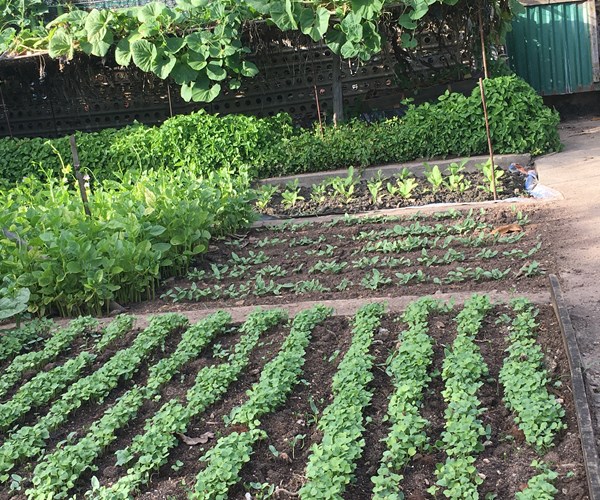 Truong Sa khong xa (Bai 2): Mam xanh, suc song Truong Sa - Anh 11