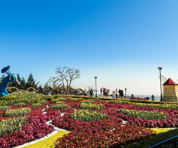 Du xuân cực chất tại thiên đường hoa tulip Sun World Ba Na Hills - Anh 3