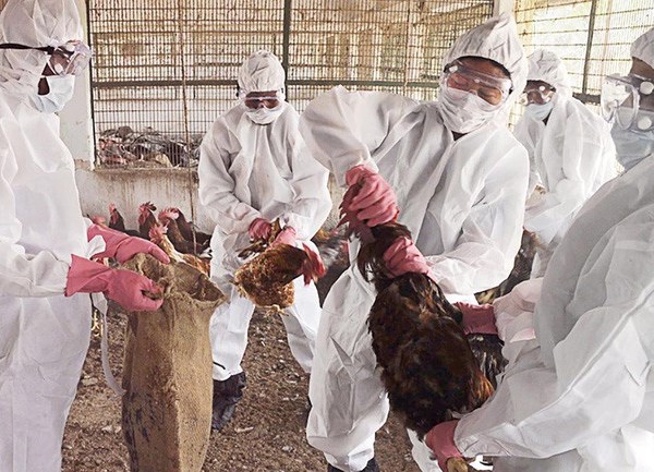 Viêm phổi cấp chưa qua, Hồ Nam lại bùng phát dịch cúm gia cầm H5N1 - Anh 1