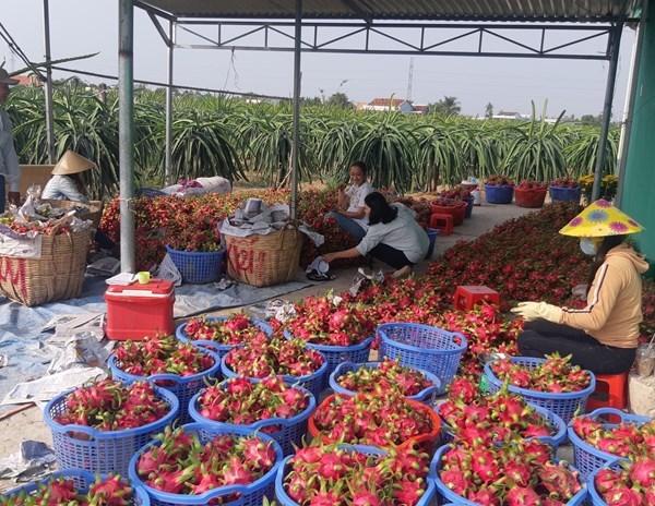 Thanh long rớt giá do không xuất khẩu được vì dịch virus corona - Anh 1