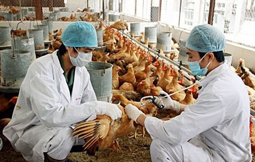 Thủ tướng yêu cầu không để dịch chồng dịch - Anh 1