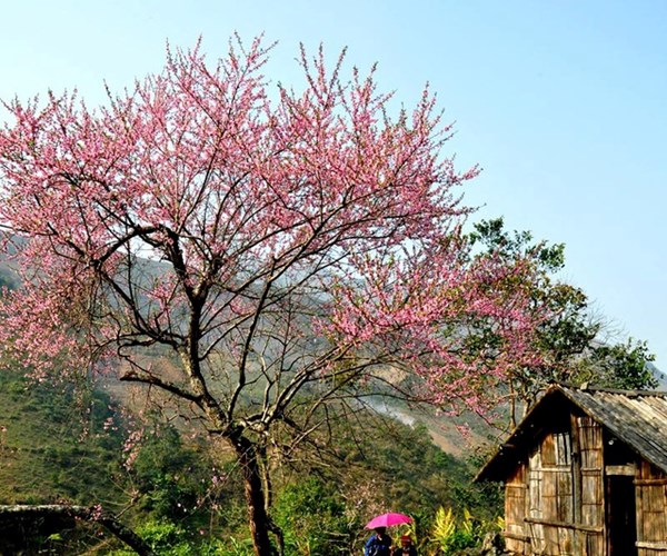 Hoa đào núi Tây Bắc khoe sắc hồng tuyệt đẹp trong nắng xuân - Anh 1