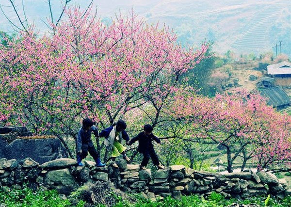 Hoa đào núi Tây Bắc khoe sắc hồng tuyệt đẹp trong nắng xuân - Anh 2