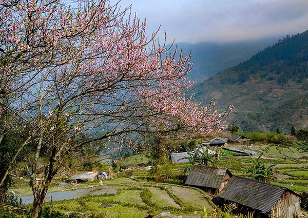 Hoa đào núi Tây Bắc khoe sắc hồng tuyệt đẹp trong nắng xuân - Anh 3