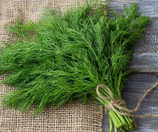 4 lợi ích bất ngờ của cây thì là, tốt cho người tiểu đường và tim mạch - Anh 1