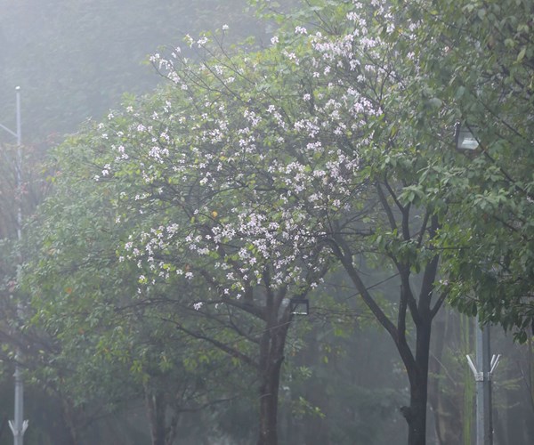 Hà Nội mịt mù trong màn sương dày đặc - Anh 9
