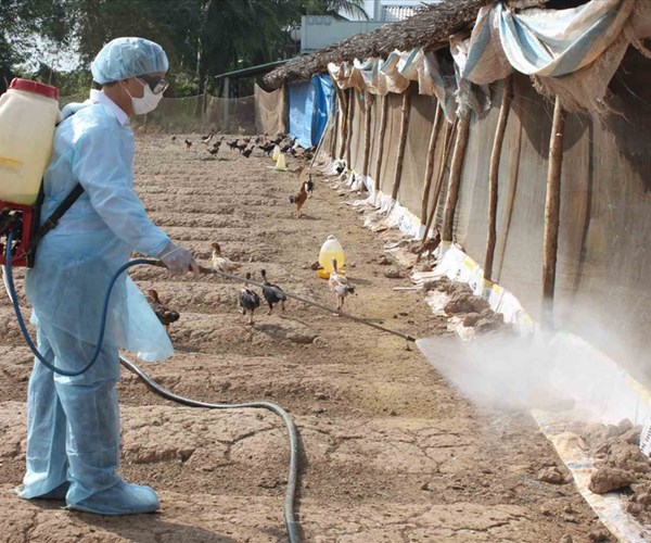 Tích cực kiểm soát nguy cơ bùng phát dịch bệnh trên gia cầm - Anh 1