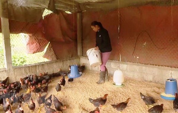 Triển khai giải pháp phòng, chống dịch bệnh gia súc, gia cầm - Anh 1