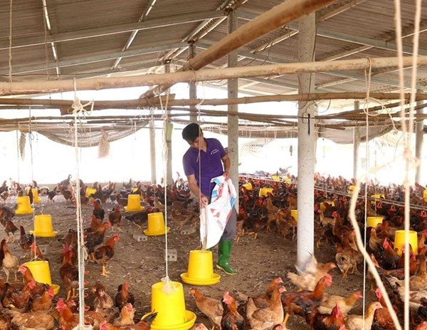Bộ Nông nghiệp: Tiếp tục kiểm soát chặt chẽ dịch cúm gia cầm - Anh 1