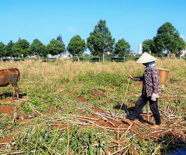 Đắk Lắk:  Buôn văn hóa kiểu mẫu để... thả bò - Anh 1