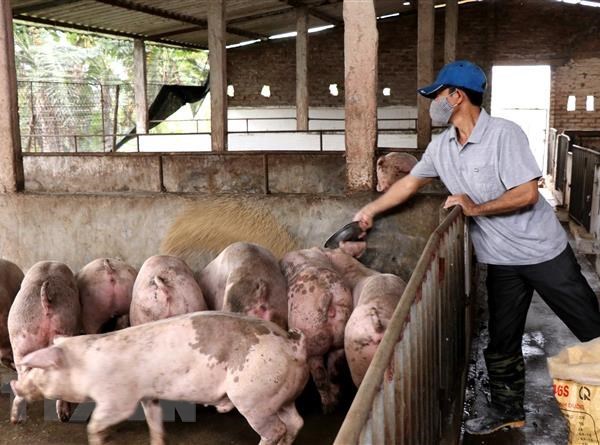 Lâm Đồng công bố hết dịch tả lợn châu Phi trên toàn tỉnh - Anh 1